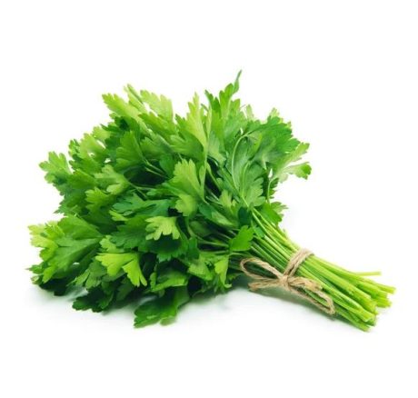 Fresh Green and Vibrant Cilantro