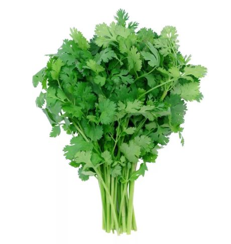Fresh Green and Vibrant Cilantro