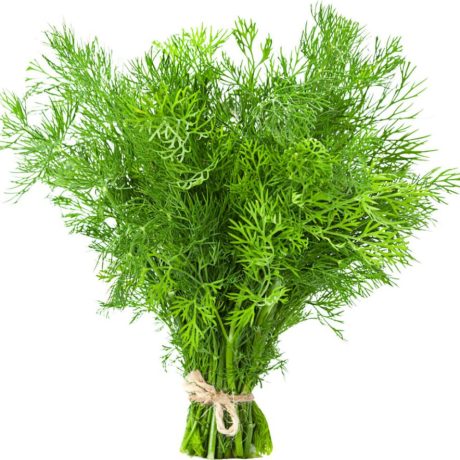 Fresh Dill