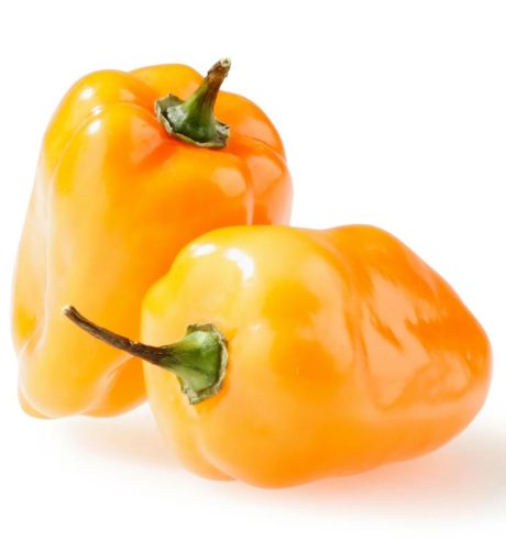 Fresh Habanero Pepper