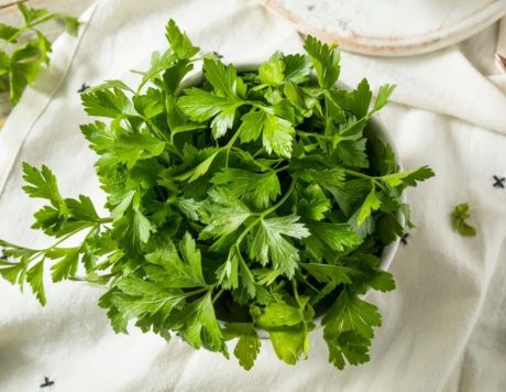 Fresh Parsley Bunch