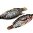 Fresh Whole Tilapia