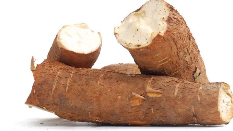 yucca